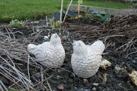 couple d'oiseaux