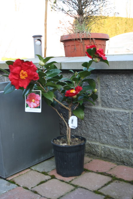 camelia