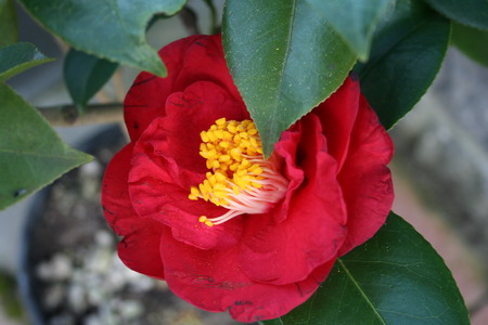 camelia