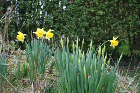 jonquilles