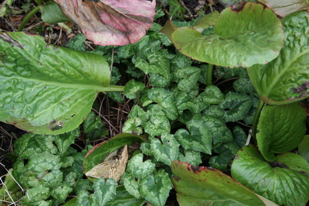 cyclamen