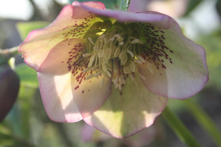 hellebore rose pale