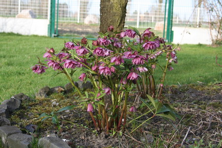 hellebore