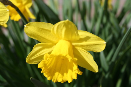 jonquilles