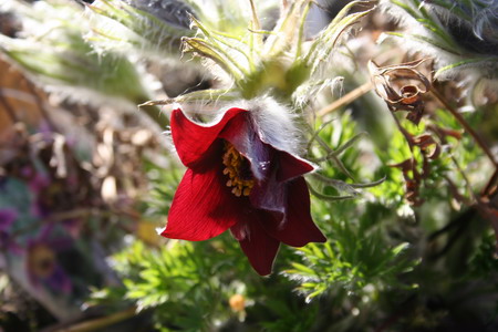 anemone pulsatille