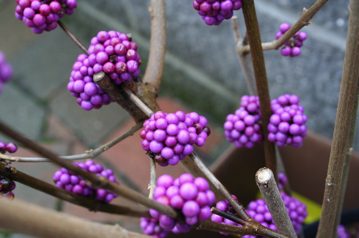 callicarpa "Profusion"