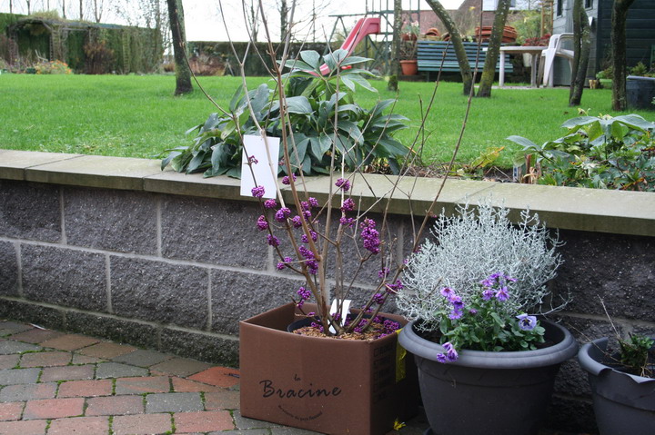 Callicarpa "Profusion"