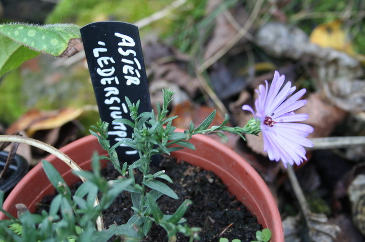 Aster "Lederstumph"