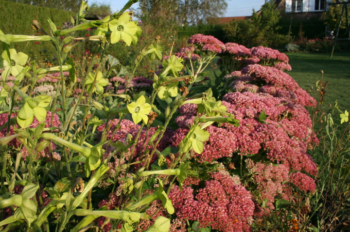 Sedum et tabac