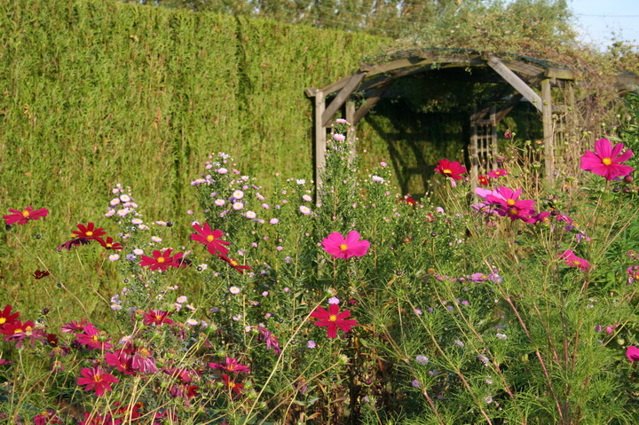 aster et cosmos