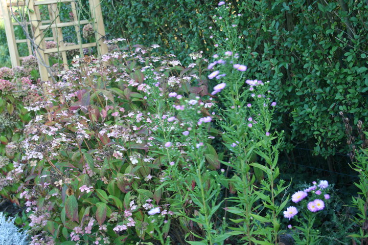 Hortensia et aster