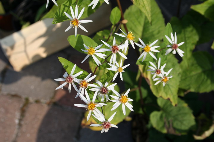 Aster divaricatus