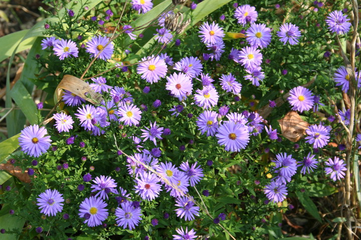 aster nain