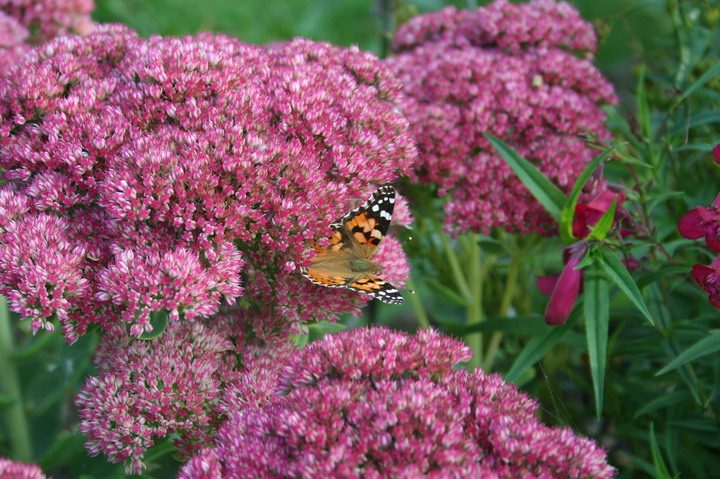 sedum