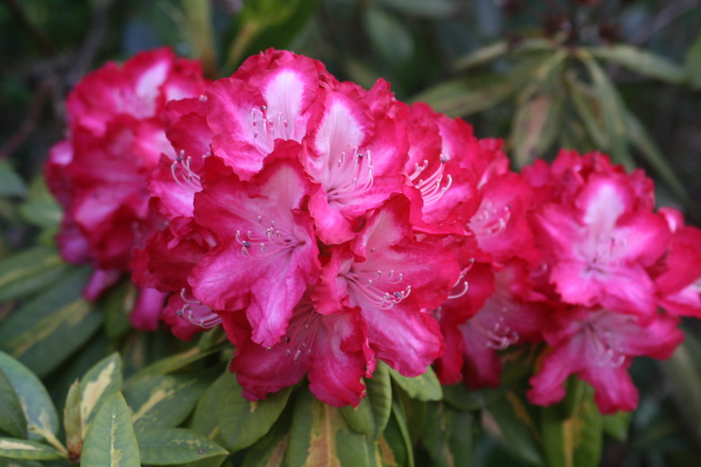 rhododendron