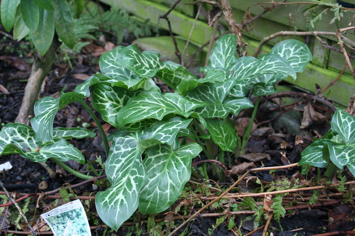 arum italicum