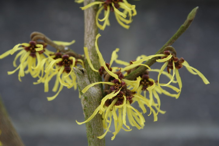 hamamelis x intermedia"Westerstede"