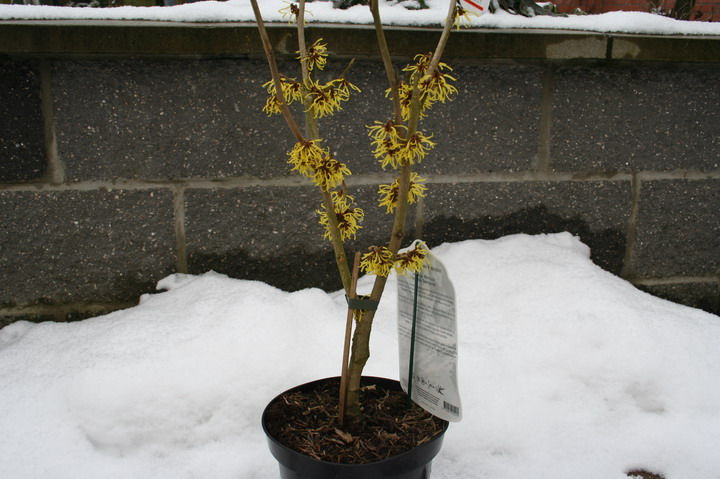 hamamelis