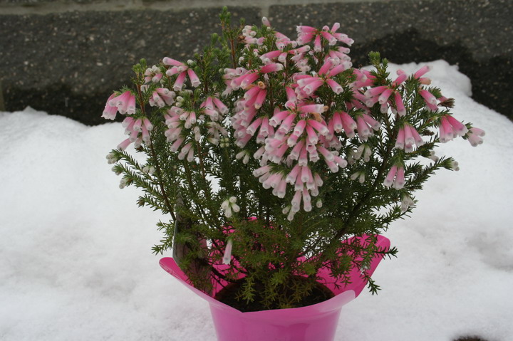 Erica hiamelis