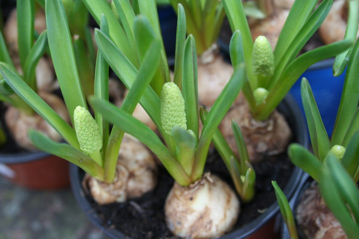 Muscari blanc