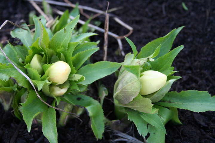 hellebores