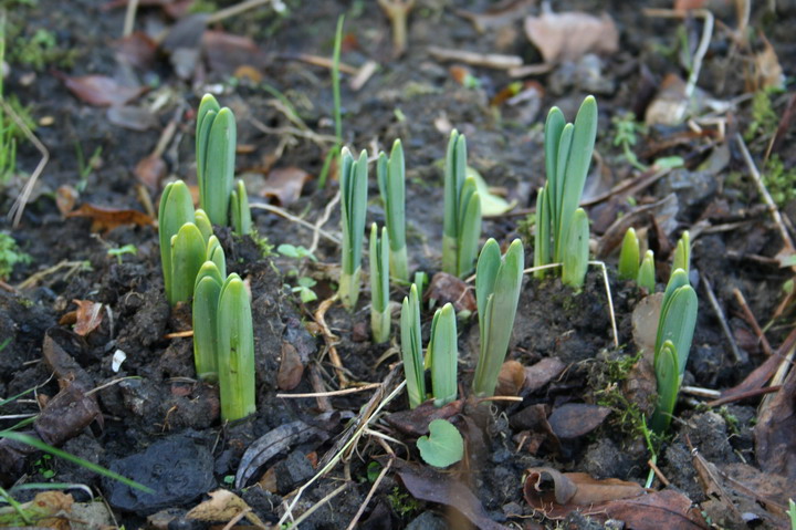 jonquilles