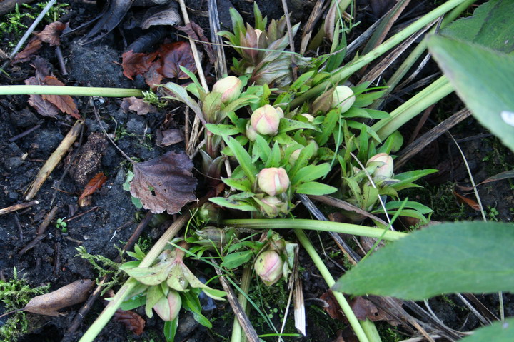 hellebore