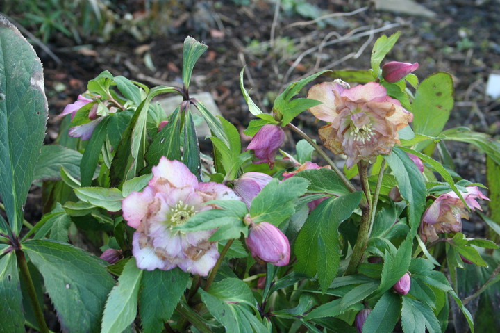 hellebore double