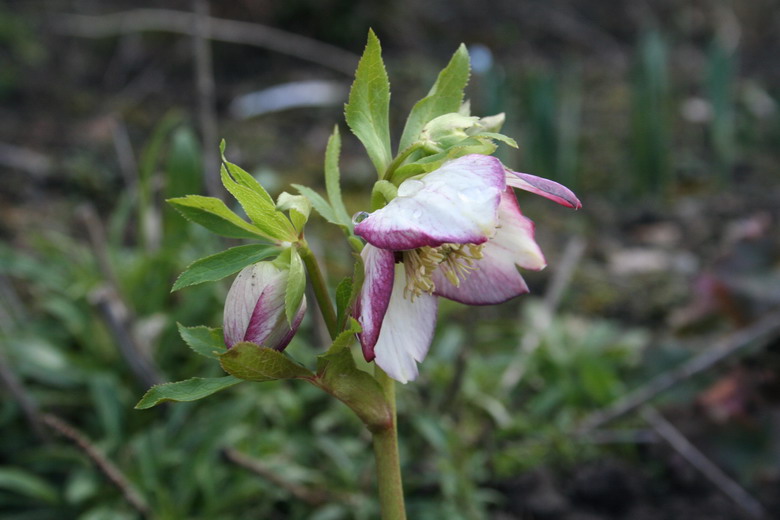 Hellebore blanche