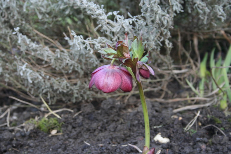 hellebore rose foncé