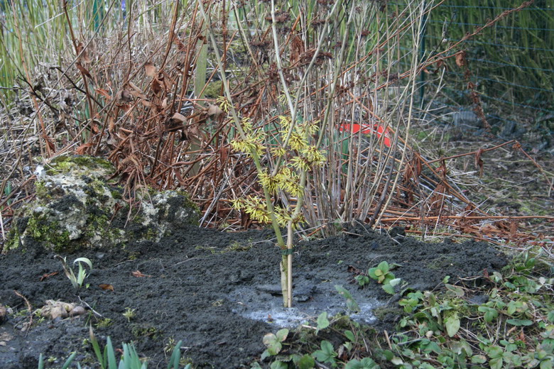 hamamelis