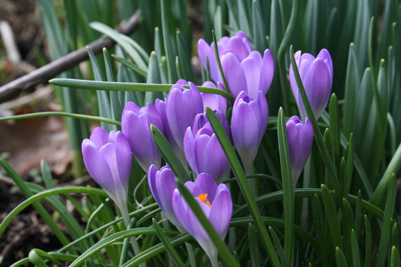 crocus