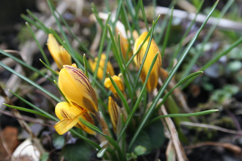 crocus