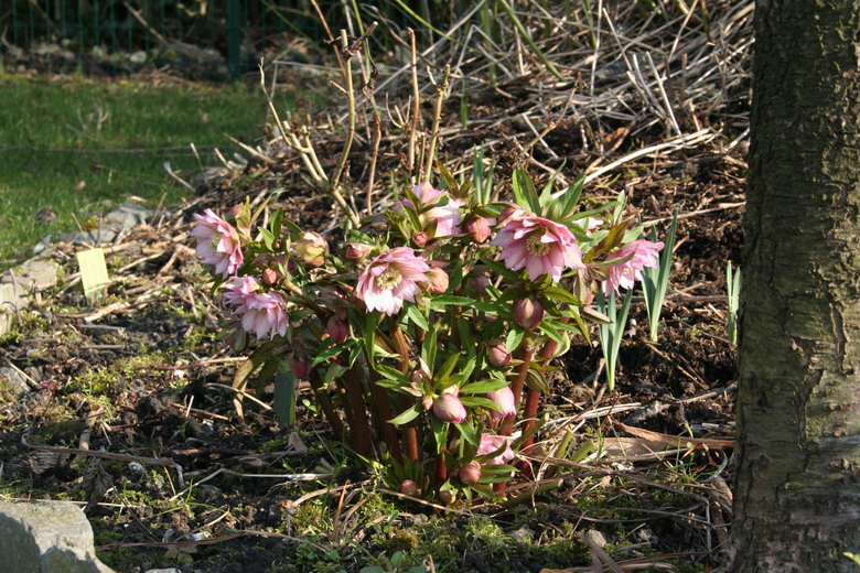 hellebore