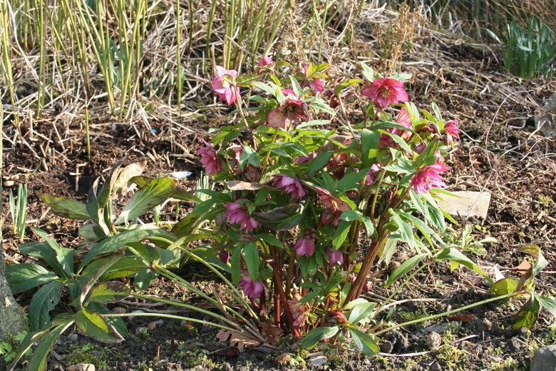 hellebore