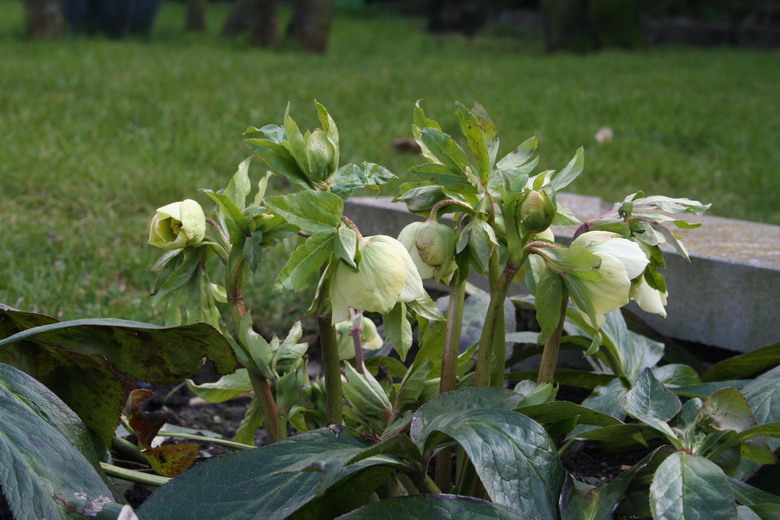 hellebore