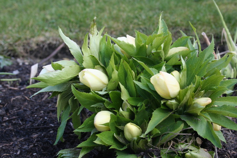 hellebore jaune