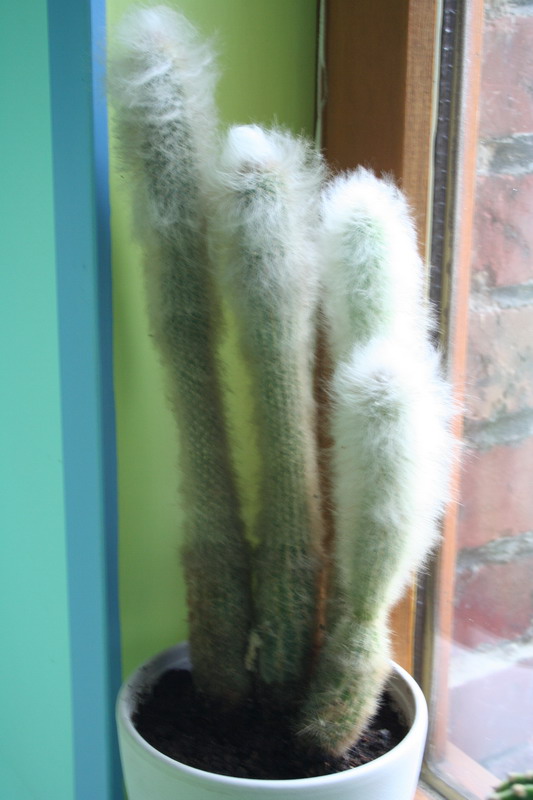 cactus