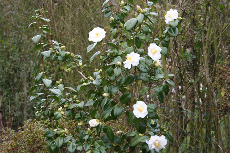 camelia