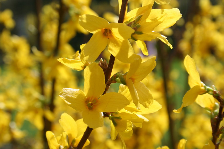 forsythia