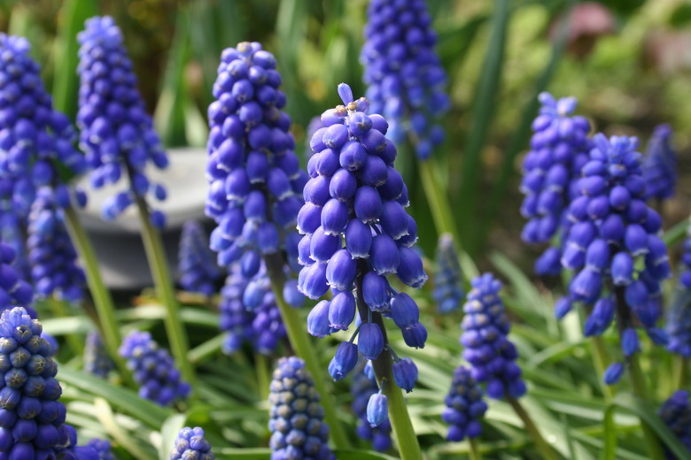 muscari