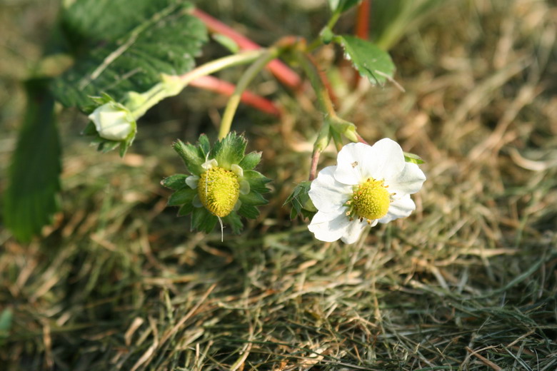 fraises