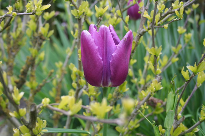 tulipe