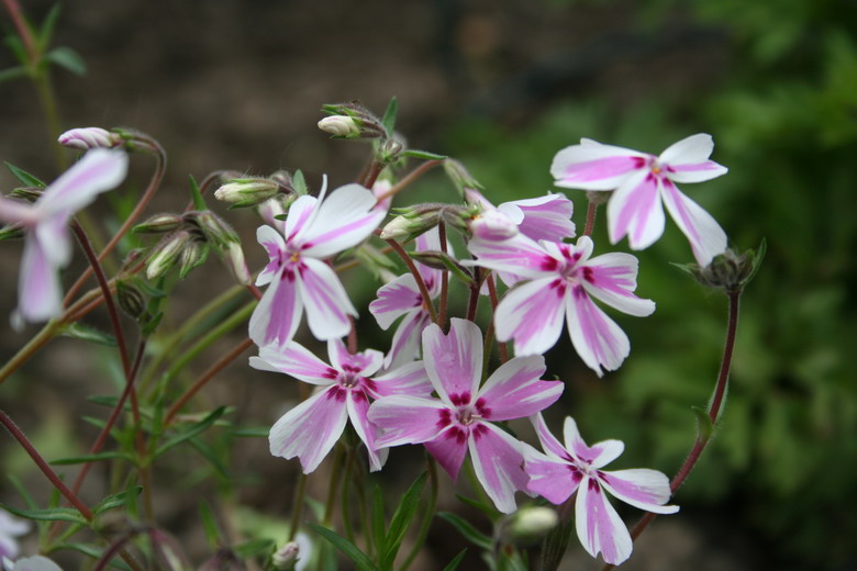 phlox subulata "Candy Stripe"