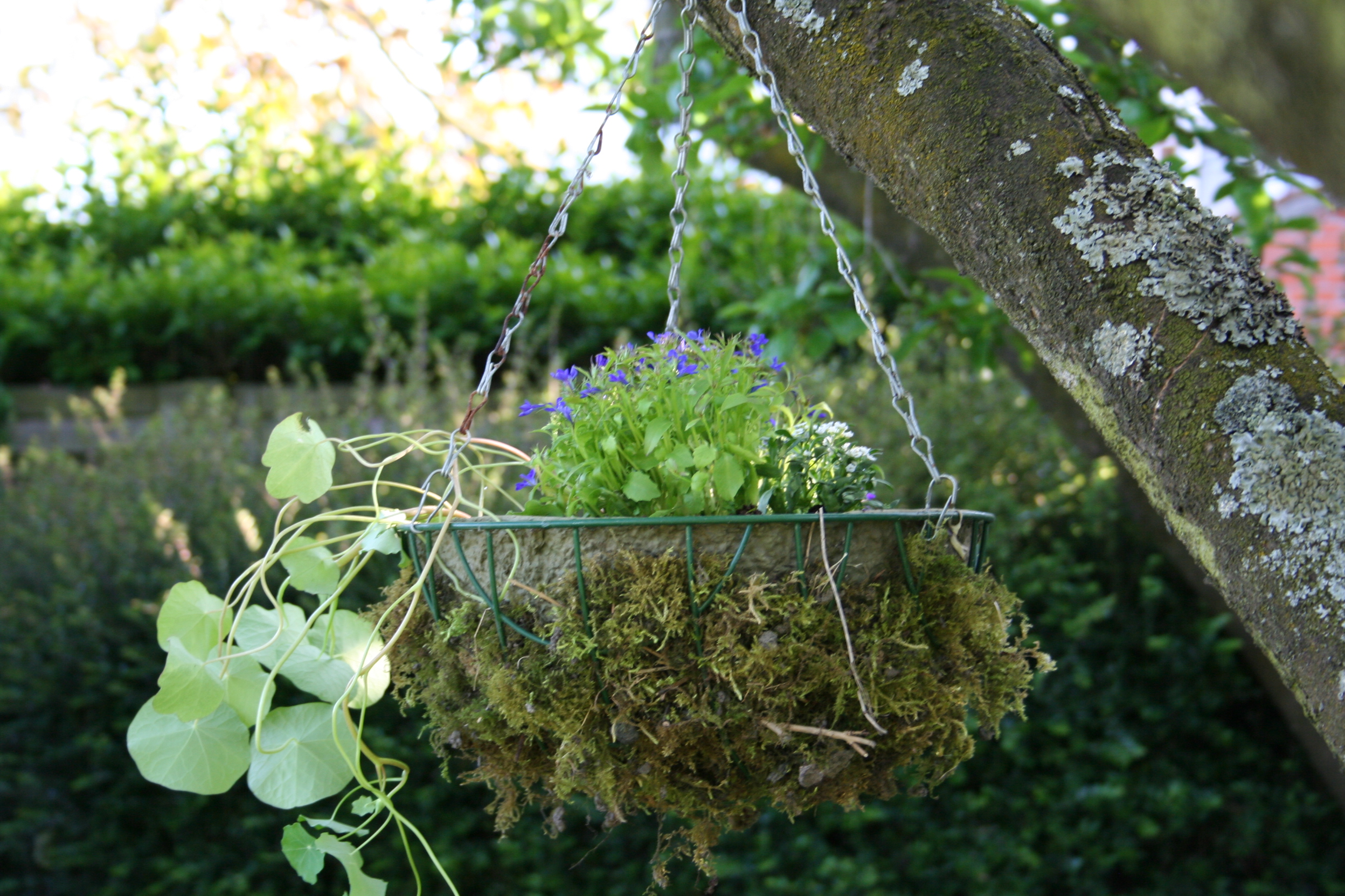 panier d'annuelles