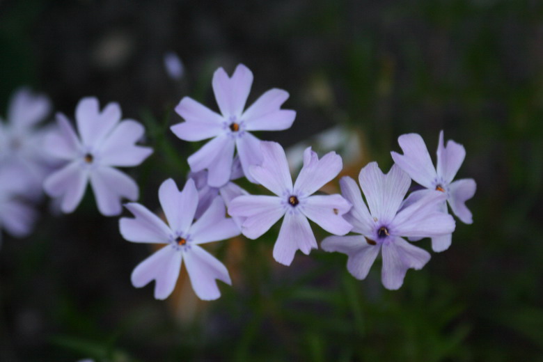 phlox subulata