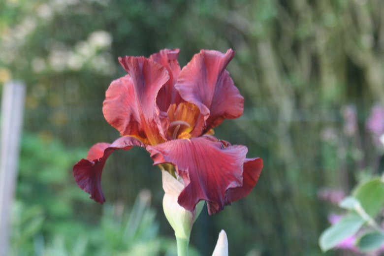 iris