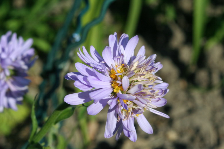 aster alpinus