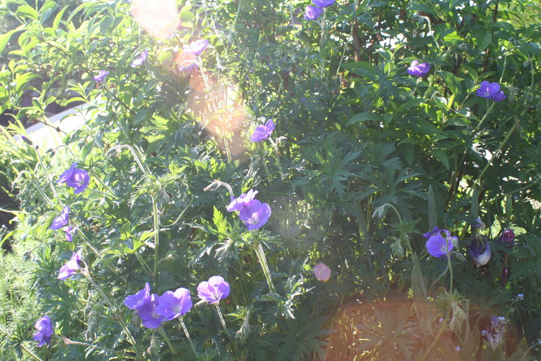 geranium bleu