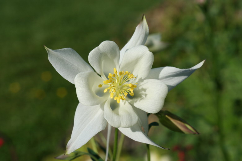 ancolie blanche